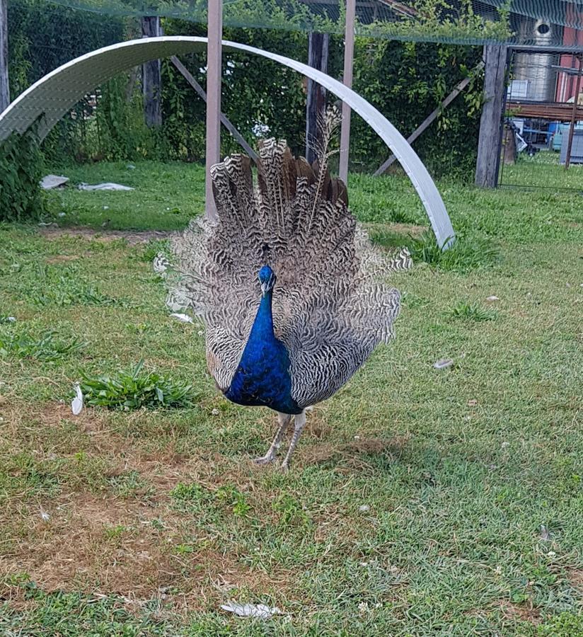 プラダマーノ Agriturismo Frascje Dai Spadonsヴィラ エクステリア 写真